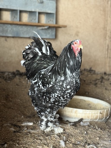 Mottled brahma hatching - mottled,