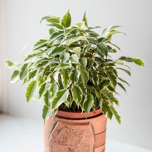 Ficus benjamina kinky - ficus,
