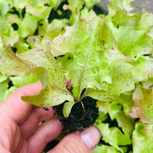 Lollo rossa lettuce organic - lollo,