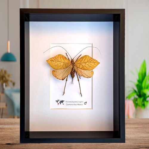 Giant leaf katydid framed