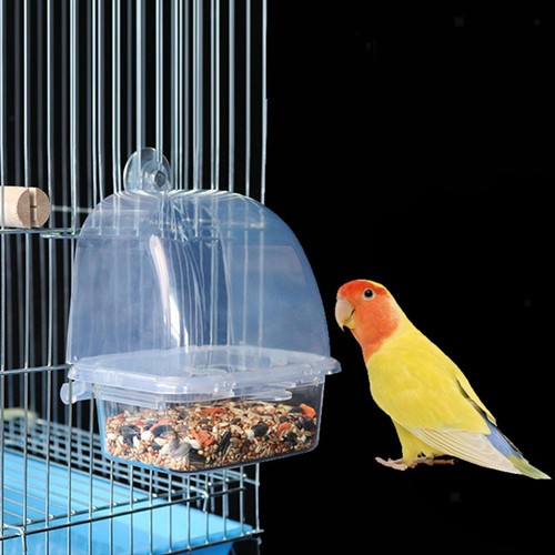 Bird feeder seed food - bird,
