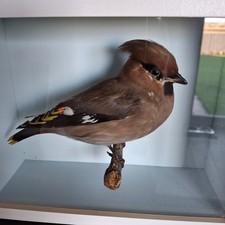 Taxidermy Waxwing