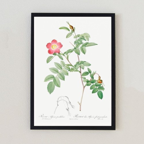 Vintage botanical illustration - vintage,