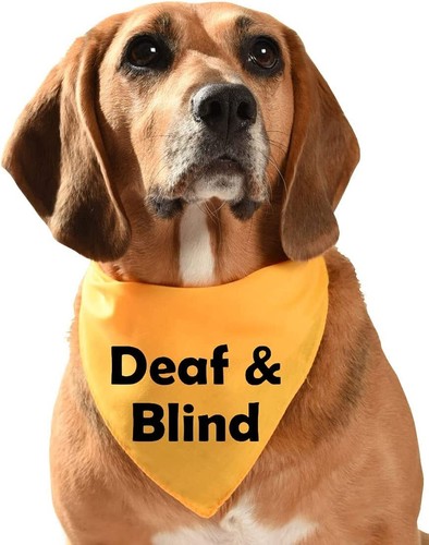 Deaf and blind - dog, bandana