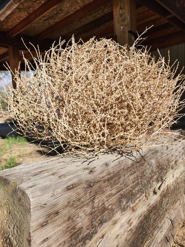 Real oregon tumbleweeds - tumbleweeds, |