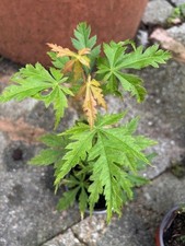 Tsuma Beni Japanese maple