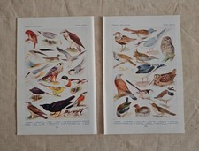Vintage Bird Book Plates , Children’s Encyclopedia Colour Gallery , Set of 2