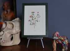 Antique botanical Pimpernel