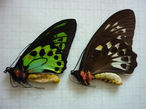 Butterfly entomology - butterfly,