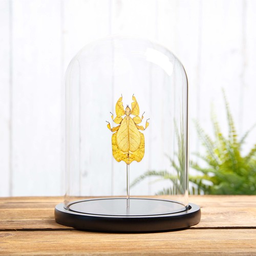 Gray leaf taxidermy insect - taxidermy,