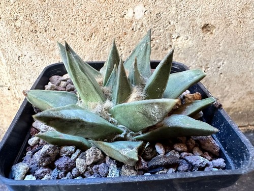 Ariocarpus retusus own - retusus,