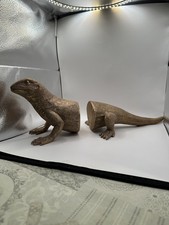 A Lovely set of Lizard