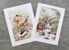 Pair Antique 1910 Bunting Wagtails Lapwings Bird Book Print Lithographs Bird Art