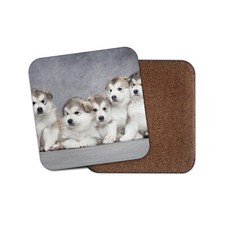 Alaskan Malamute Puppies