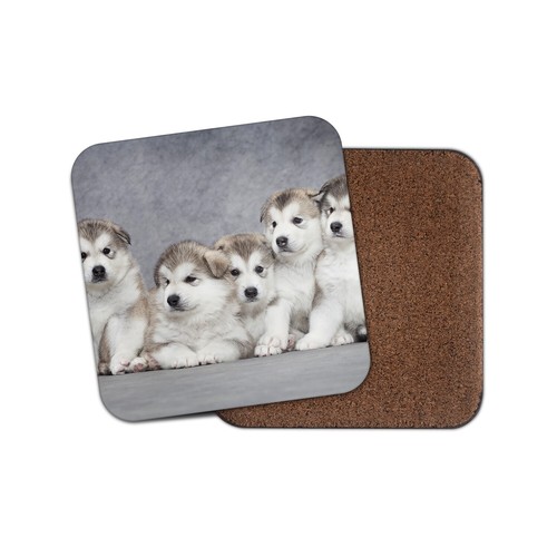 Alaskan malamute puppies - malamute,