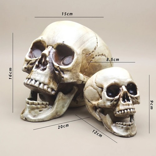 Realistic skull head halloween - realistic,