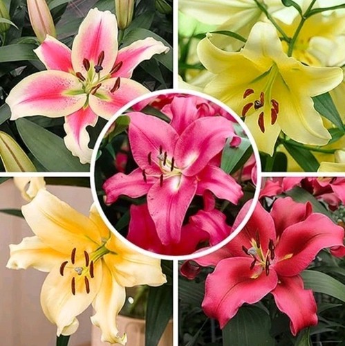 Tree lily bulb large flower - lily,