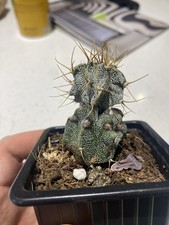 Monstrous Astrophytum Ornatum