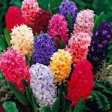 Hyacinth Mixed Colours Indoor Outdoor Spring Flowering Orientalis Bulbs Plants