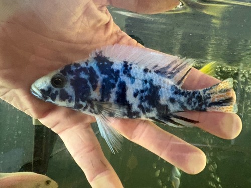 Juvenile peacock cichlids - juvenile,