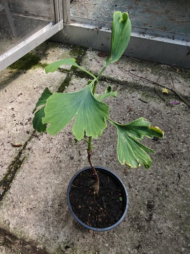 Ginkgo biloba maidenhair tree - biloba,