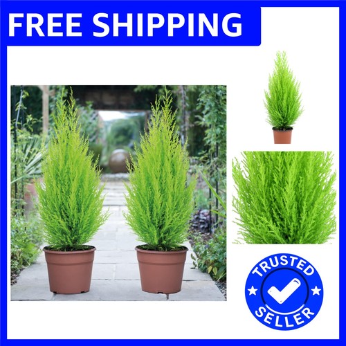 Elegant italian cypress wilma - elegant,