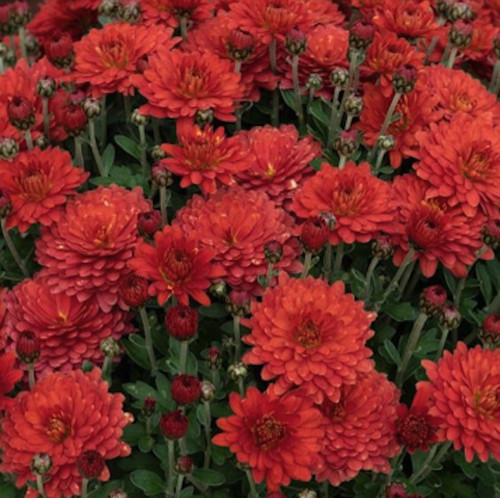Chrysanthemum chilli red
