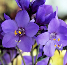 Polemonium Bressingham Purple 3L Pot Shade Loving Perennial Plants to your door