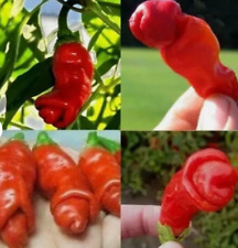 Pepper Seed 20 Red Penis Peter