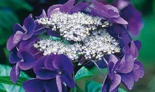 Hydrangea blue bird shrub - blue,
