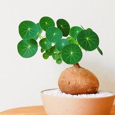 Rare Stephania erecta 5 Seeds