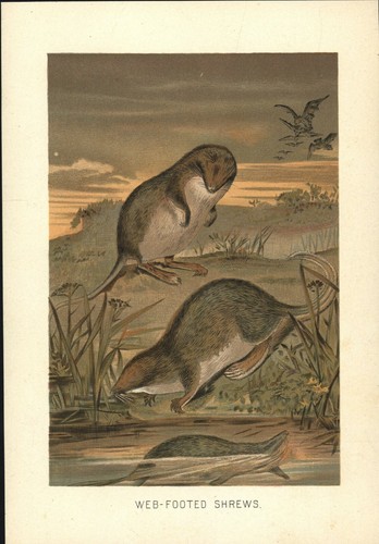 Vintage color print - vintage, of