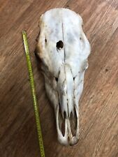 SCOTTISH COW SKULL CS TAXIDERMY GOTHIC TATTOO ART CRAFTS