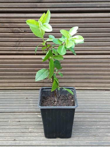 Pyracantha red evergreen shrub - pyracantha,