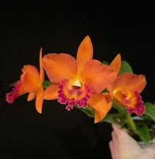 Cattleya Orange. Fragrant