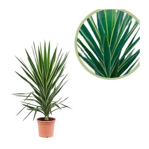 Yucca elephantipes puck 3 - yucca,