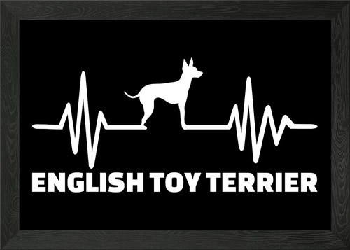English toy terrier framed - english,