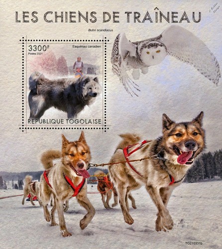 Sled dogs alaskan - dogs, &