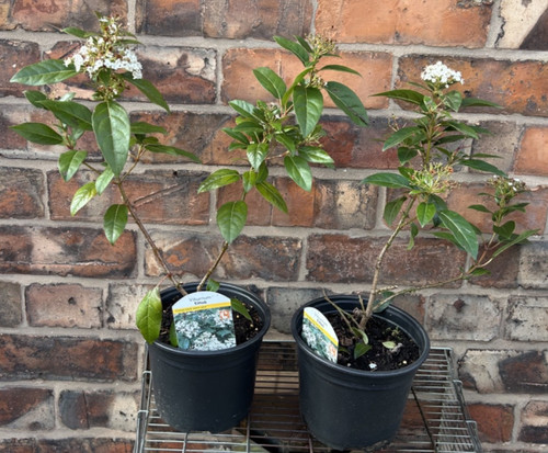 Viburnum tinus laurustinus - tinus,
