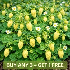 Alpine Strawberry Seeds |