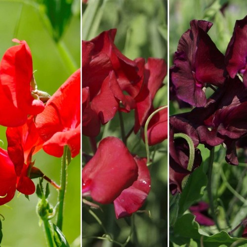 Sweet pea plug plants - pea, x