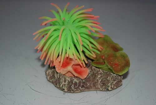 Aquarium coral green light - aquarium,