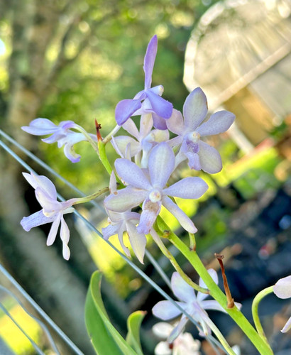 Lovely vanda type - lovely,