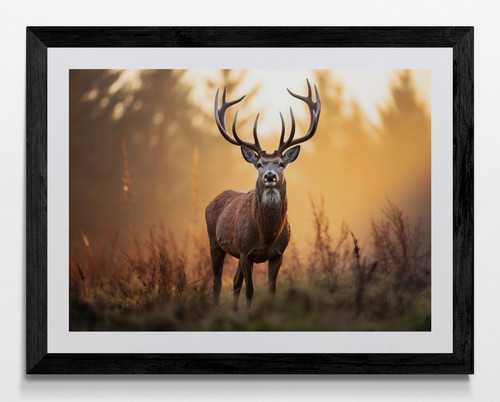 Stag deer animal - stag,