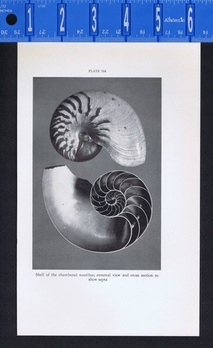 Shell the chambered - shell,