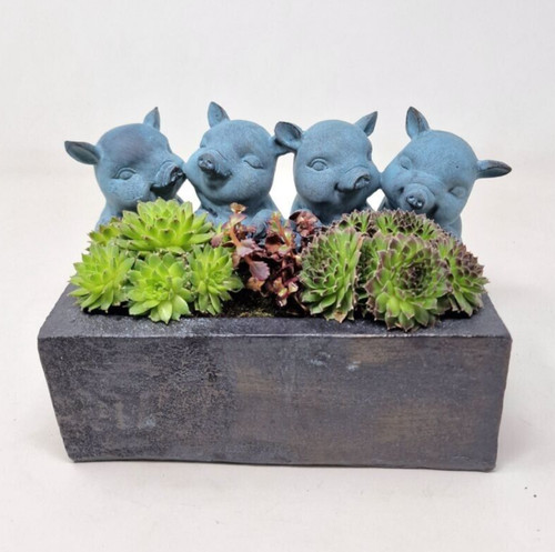Pigs with trough - pigs,
