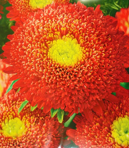 Russian aster seeds unusual - aster,