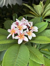 Beautiful Plumeria Plants for