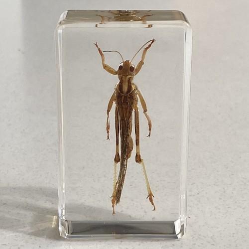 Locust insect resin - locust, block