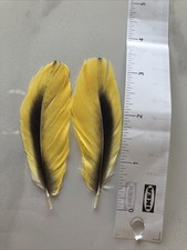 Parrot Feathers 